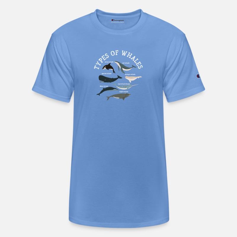Types of Whales Whale Lovers Whales Species